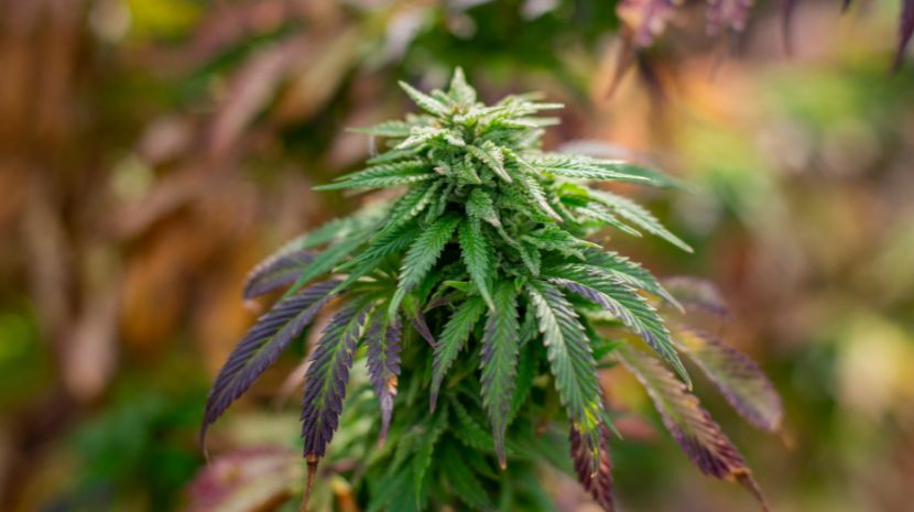 Mail order weed