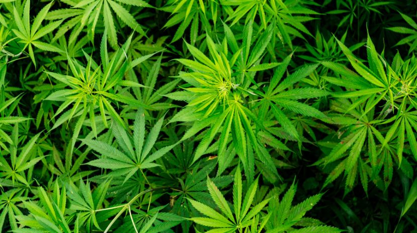 Mail order weed 