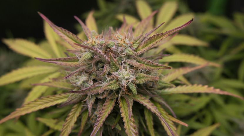 Mail order weed 